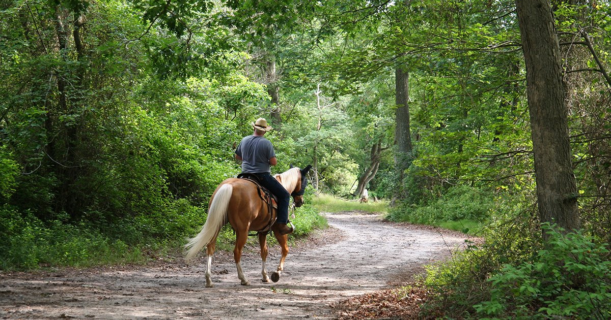 Oakmont Residents’ Explorers’ Guide: ‘Horsing Around’ in Marion County