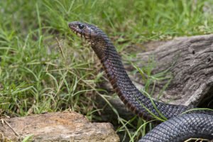 Indigo Snake