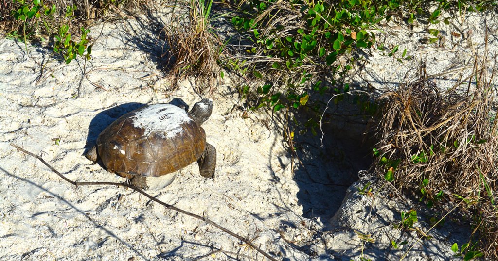 Meet Your Neighbors: Why It’s Important to Protect Gopher Tortoises - DSC 0143