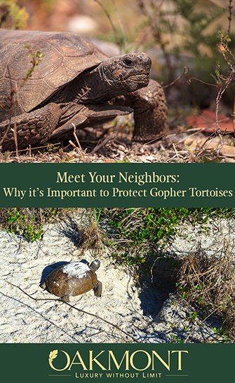 Meet Your Neighbors: Why It's Important to Protect Gopher Tortoise