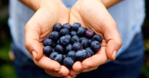 Blueberry Season - U-Pick Farms
