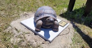 Cool-Season Outdoor Fun Near Oakmont - gopher tortoise ollie