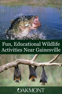 Fun, Educational Wildlife Activities Near Gainesville - Gainesville